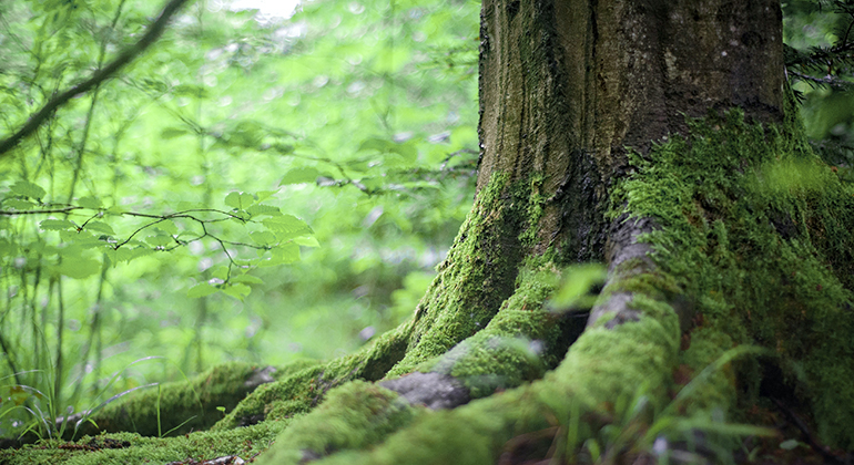 可持續(xù)發(fā)展的未來，我們已在路上
