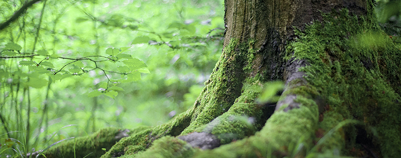 可持續(xù)發(fā)展的未來(lái)，我們已在路上